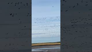 Pinkfooted Geese  Ythan Estuary [upl. by Redmond]