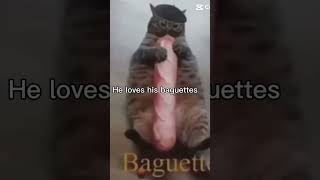 Baguette cat 🐱 [upl. by Enehs]