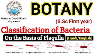 BSC First year Botany  Classification of Bacteria on the Basis of Flagella  Bsc First Paper botany [upl. by Eitsirk]