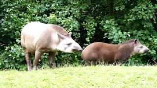 Gaiazoo  Braziliaanse tapir 2010 [upl. by Bach]