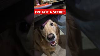 WHATS THE SECRET⁉️🤔 dog dogs doglover doglife goldenretriever cutedog pets petlover puppy [upl. by Neerom303]