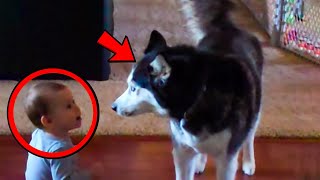 Baby Suddenly Started Howling What The Family Husky Did Next Will Blow Your Mind [upl. by Minta]