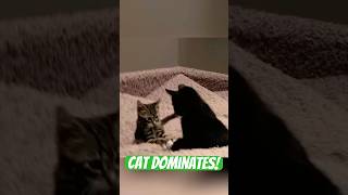 Kitten play fight catvideos catsofyoutube shorts [upl. by Enomad]