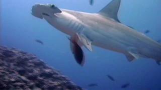 Shark Weekend  Great Hammerhead Shark [upl. by Aicilyt]