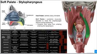 Deglutition  Muscles of the Palate OINAs [upl. by Sorac]