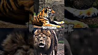 Im BACKKK Barbary Lion VS Bengal tiger barbarylion bengaltiger animals [upl. by Pattison]