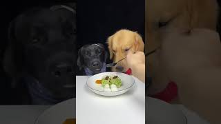 Unbelievable Dogs CAN eat VEGESTABLES Diet Food for Golden amp Labrador Dogs 7 asmrvideo [upl. by Atikaj549]