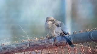 Piegrièche migratrice loggerhead Shrike lanius ludovicianus Naples Floride avril 2024 [upl. by Einafets838]