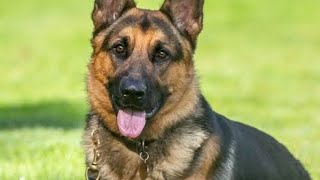 German ShepherdWaleed Vlog [upl. by Shutz]