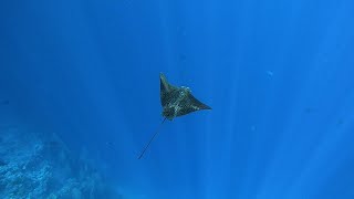 Snorkeling in Ras Um El Sid Sharm El Sheikh Egypt October 2020 [upl. by Oiramal683]