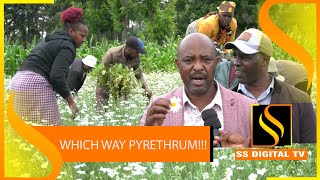 WHICH WAY PYRETHRUMPyrethrum farmers in Nakuru want to be included in the PPCK board [upl. by Ertnom559]