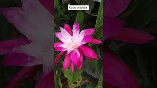 Epiphyllum Cacto orquídea 🌵💐🇧🇷 [upl. by Samot267]