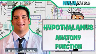 Neurology  Hypothalamus Anatomy amp Function [upl. by Ellerad299]