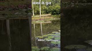 कमल के फूल  MRDC Pantnagar  farming   agriculture [upl. by Sisi994]