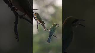 Green bee eater birdbirds birdsounds birdslover greenbeeeater wildlife [upl. by Ludba705]