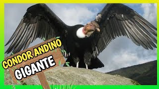 👉 CONDOR ANDINO CAZANDO El Ave GIGANTE del Mundo 🌎 [upl. by Aeht830]