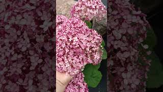 Гортензия древовидная Hydrangea arborescens Sweet Anabelle [upl. by Laehcor163]