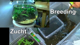 Aquaristik in der Praxis Glaskugel für die Garnelen Schwimmbecken im Aquarium und praktisches [upl. by Anauqaj851]