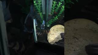 My community tank loaches electric blue acara clown loaches and more [upl. by Ketchan]