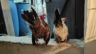 My honey rooster is best for his girlfriend japanesebantom bantamchicken bantam [upl. by Venetia]