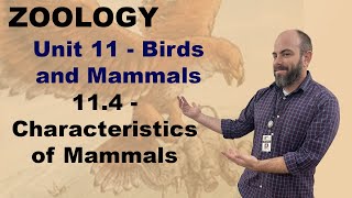 Zoology Unit 11 114  Characteristics of Mammals [upl. by Zampardi]