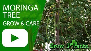 Moringa tree  grow amp care [upl. by Aerdnak586]