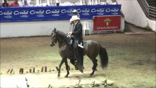 CAMPEONATO DE YEGUAS PASO FINO COLOMBIANO ARMENIA GRADO A 2016 [upl. by Alyek]