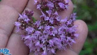 ⟹ Oregano  Origanum vulgare  Flowers and seeds [upl. by Inele]