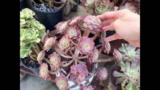 Aeonium super sale Mimi’s nursery 7144891876 [upl. by Lyrret]