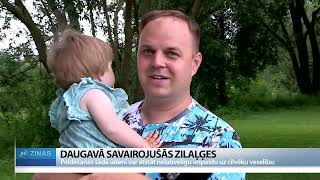 ReTV Daugavā savairojušās zilaļģes [upl. by Carhart]