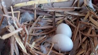 How long does it take to hatch a pigeons eggs 1719 days high flying Pigeons [upl. by Adnoloy606]