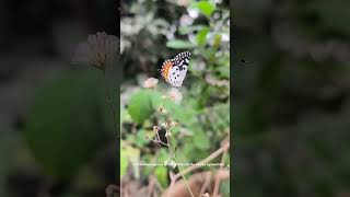 Talicada Butterfly Insect  Wildlife butterfly insects nature trending youtubeshorts [upl. by Noval]