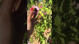 Do you know how to get Zinnia flower seeds [upl. by Ruvolo]