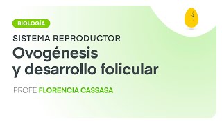 Ovogénesis y desarrollo folicular  Biología  S Reproductor  V2  Egg Educación [upl. by Adnalahs]