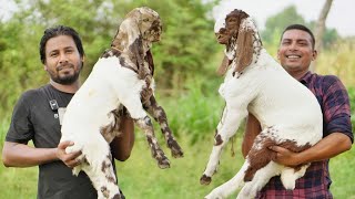 উন্নত মানের হাই কোয়ালিটি খাসি পার্টি ছাগলের দাম জানান [upl. by Ahsieym701]