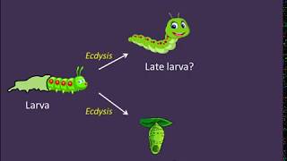 Ecdysis and Metamorphosis The Role of Hormones [upl. by Grishilde46]