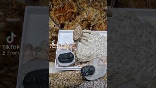 Fossilized trilobites including the rare one Asaphus Kowalewskii fossil trilobite collection [upl. by Strage]