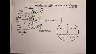 Lymphatic drainage of breast lymph nodesdiagram [upl. by Sinned43]