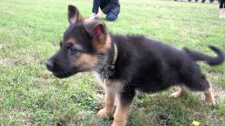 German Shepherd Puppy Barking [upl. by Aivart948]