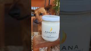 Yogurt artigianale con recensione Lancillotto e paloma pt1 yogurt cani [upl. by Eduard276]