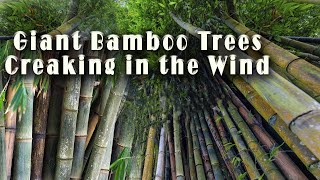 The Sound of Sagano Bamboo Forest Giant Bamboo Trees Creaking in the Wind [upl. by Carter]