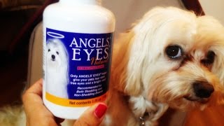 Dog Product Review  Angel Eyes Week 1 For Tear Staining [upl. by Tubb]