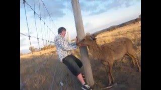 Deer Attacks Person Funny as [upl. by Amero]