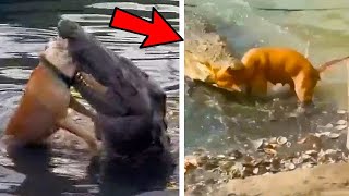 Dogs Encounter Crocodiles While Swimming in the Lake [upl. by Jemimah]