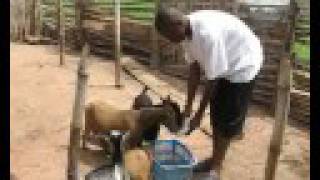 Feeding goats in Ghana [upl. by Liddle165]