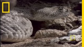 RedTailed Hawk vs Rattler  National Geographic [upl. by Ayikaz748]