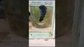 shortsfeed melano black bettafish pair available viral [upl. by Nnov]