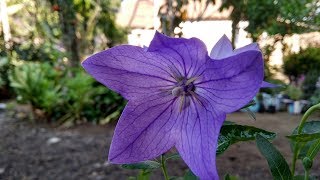 Cute Blooming Balloon Flowers Platycodon grandiflorus  New Collection In My Garden 2018 [upl. by Taber]