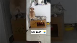 French Bulldog Just Wants To Share The Seat The Cat Says No Way 🙅‍♂️dog youtubeshorts shorts [upl. by Platas766]