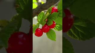 Cherry Wonders Surprising Health Benefits of This Juicy Delight [upl. by Fenner]